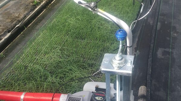 たまねぎの剪葉作業をしました。