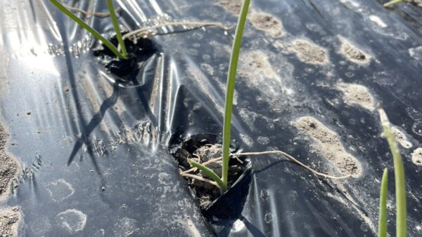 北鹿島の畑にてたまねぎの定植を行いました!