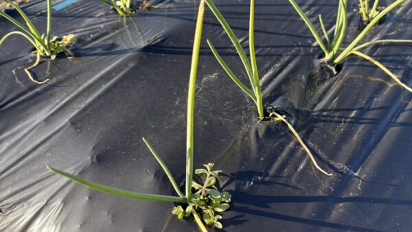 定植後の管理を進めております。