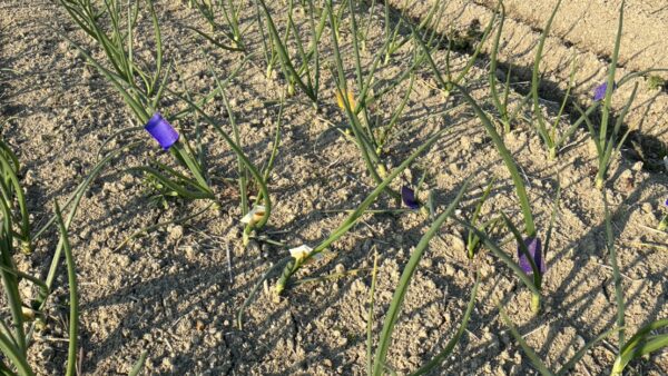 玉ねぎの防除を行っております！